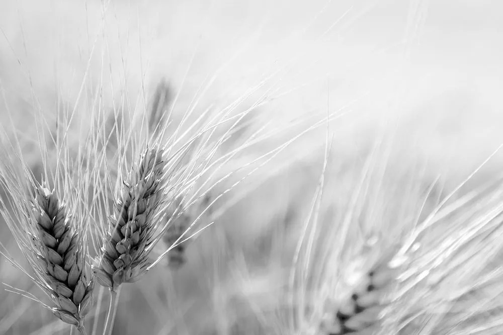 Carta da parati – Campo di grano in bianco e nero