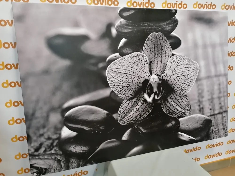 Stampa su tela – Orchidea e pietre Zen in bianco e nero