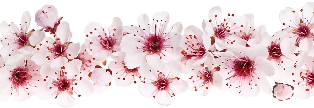 Carta da parati – Fiori di Ciliegio