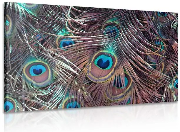 Quadro su tela – Piuma di pavone