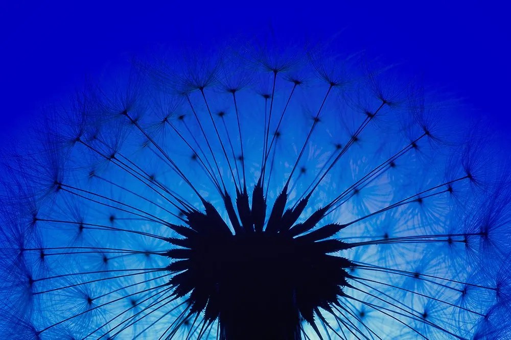 Carta da parati – Soffione blu