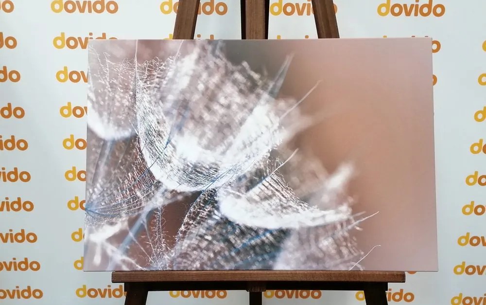 Quadro su tela – Macro soffione su sfondo