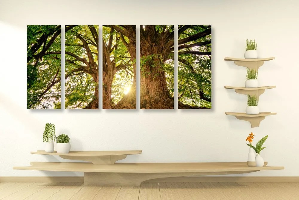 Quadri 5 pezzi – Alberi maestosi