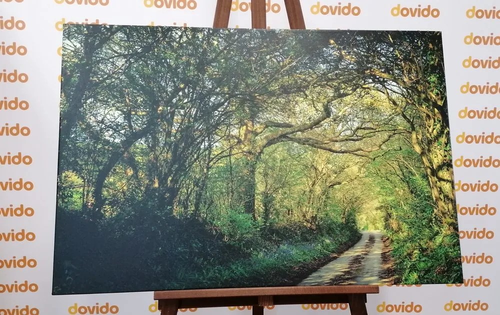 Quadro su tela – Foresta da fiaba
