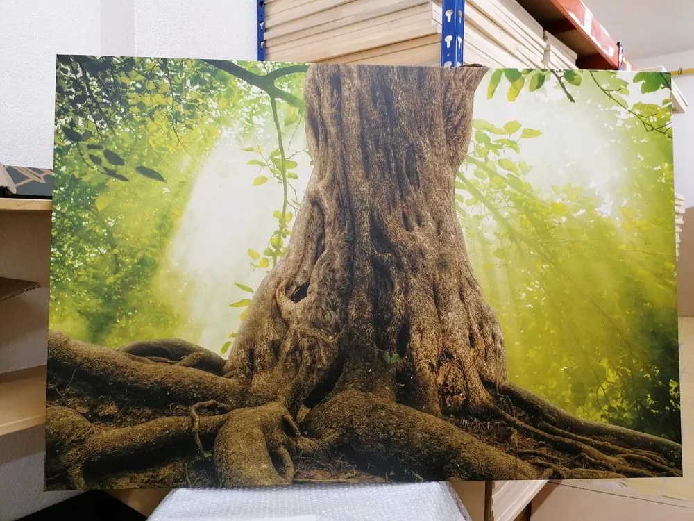 Quadro su tela – Radice dell'albero