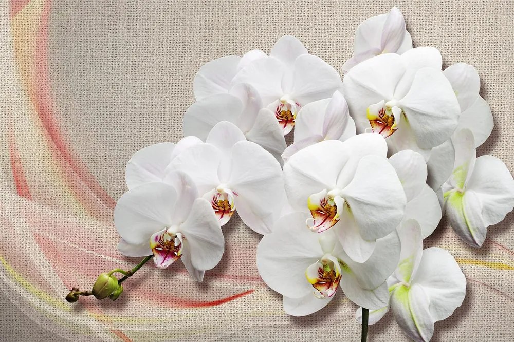 Carta da parati – Orchidea bianca su tela
