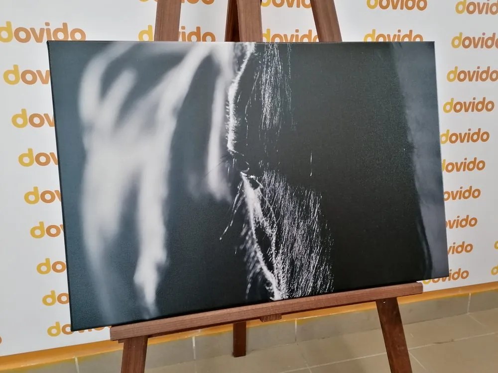 Quadro su tela – Cavallo maestoso in bianco e nero