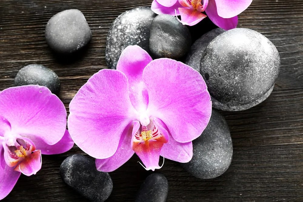 Carta da parati – Splendida orchidea e pietre