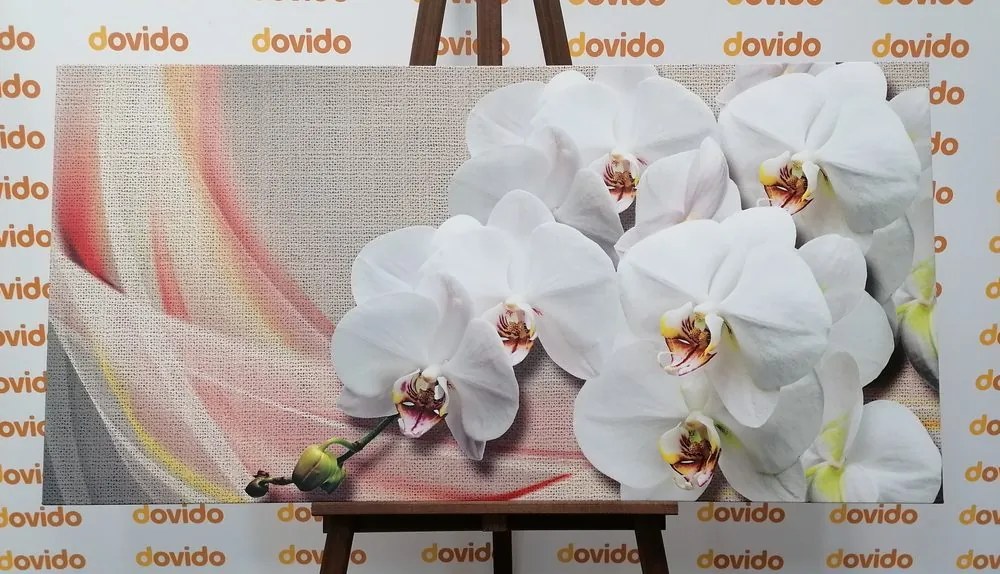 Quadro su tela – Orchidea bianca su tela
