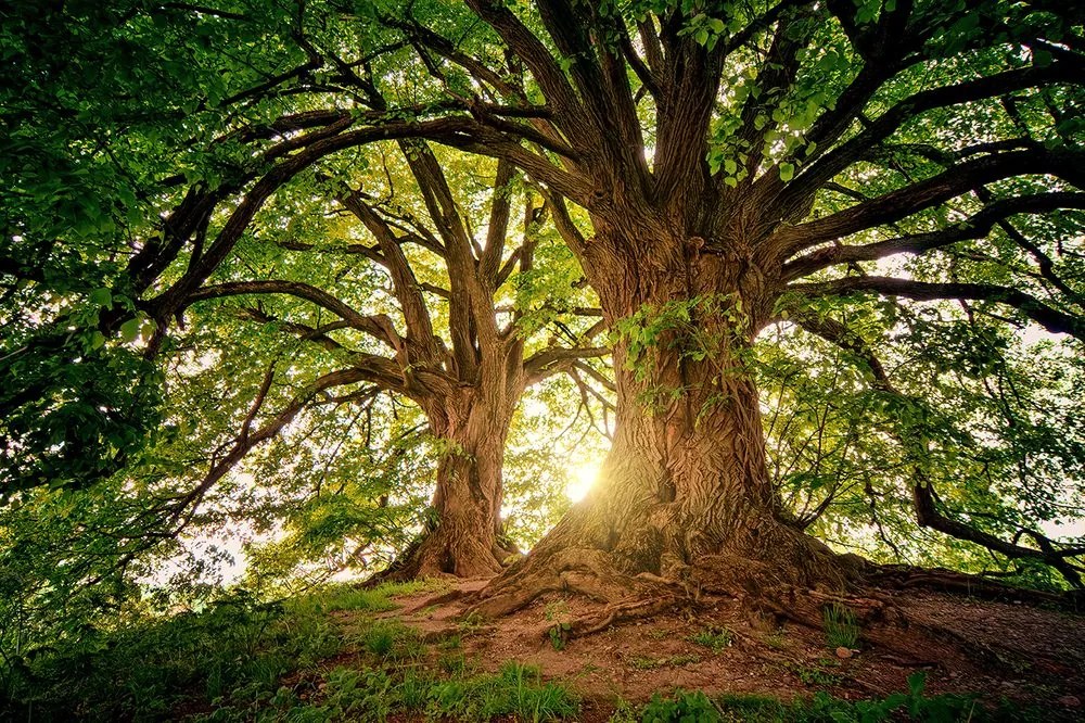 Carta da parati – Alberi maestosi
