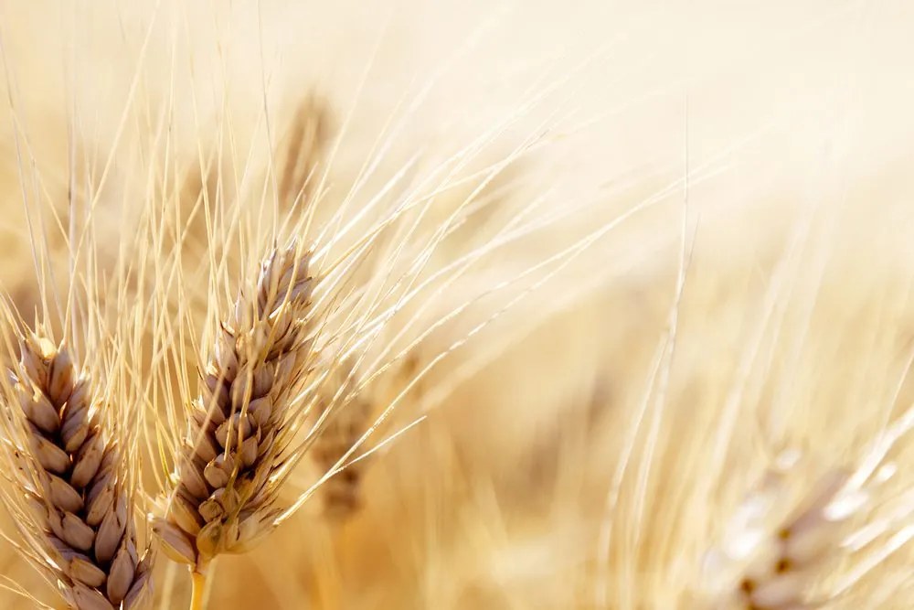 Quadro su tela – Campo di grano