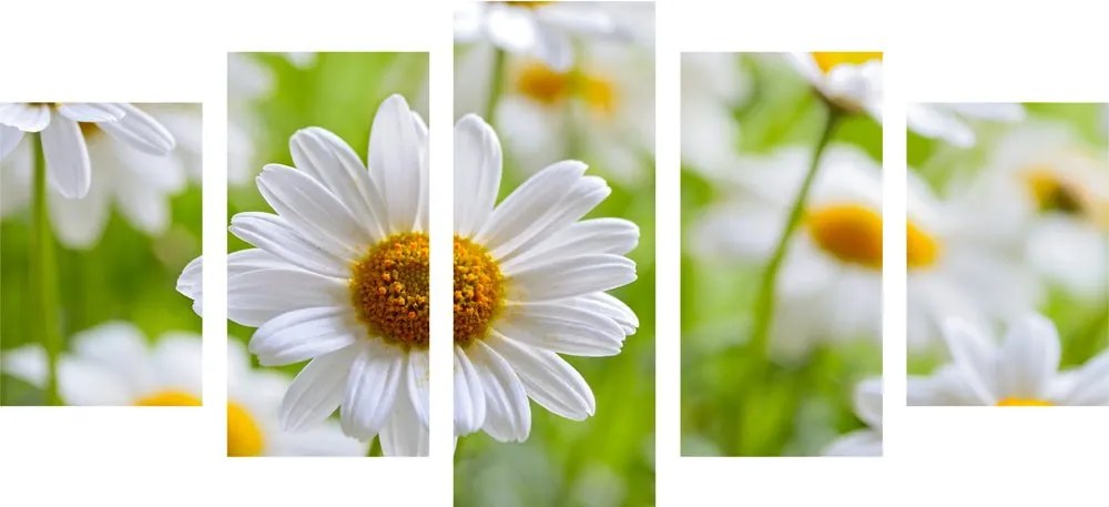 Quadri 5 pezzi – Prato primaverile pieno di fiori