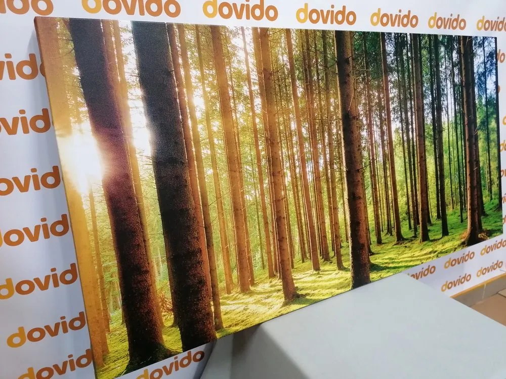 Stampa su tela – Mattina nella foresta