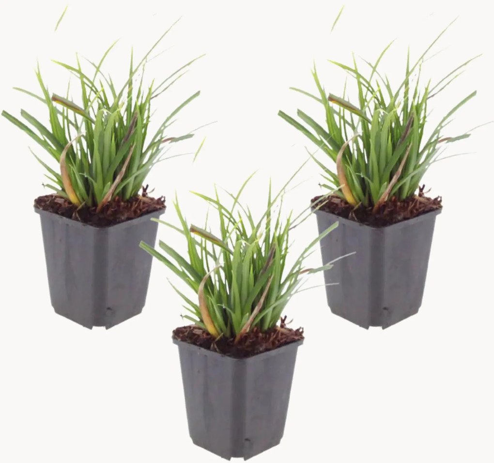Set di 3 piante vere Carex morrowii