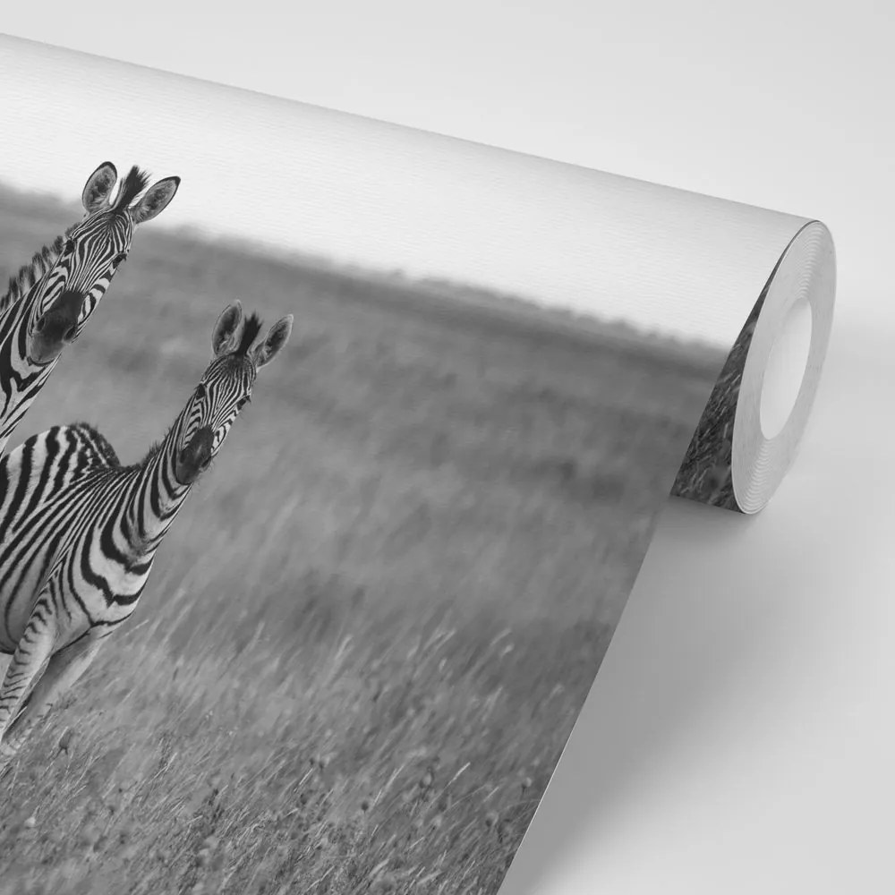 Carta da parati autoadesiva – Tre zebre in bianco e nero nella savana