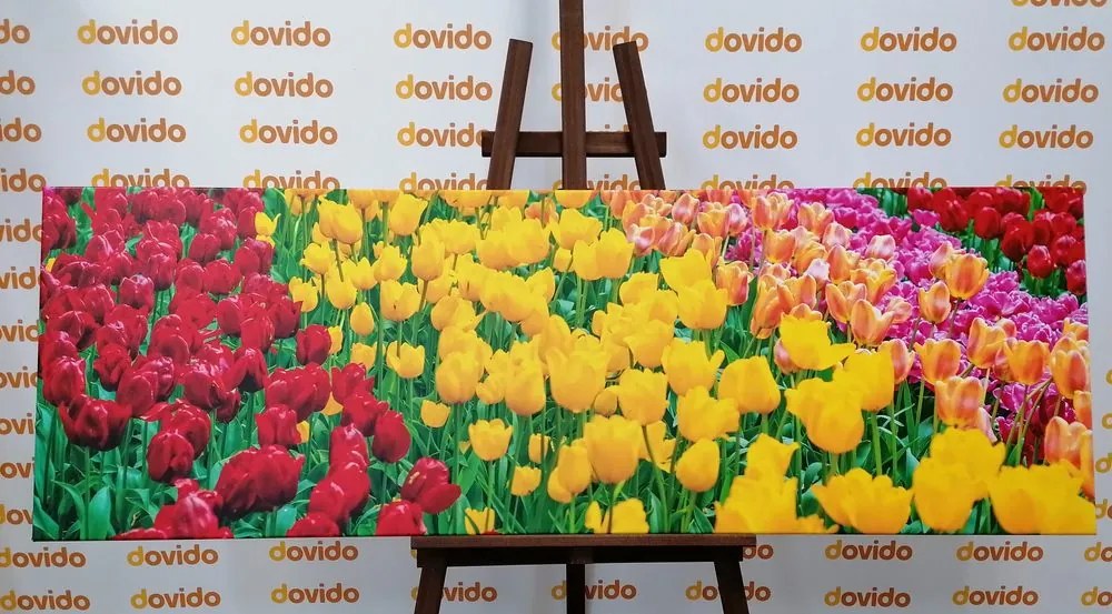 Stampa su tela – Giardino pieno di tulipani