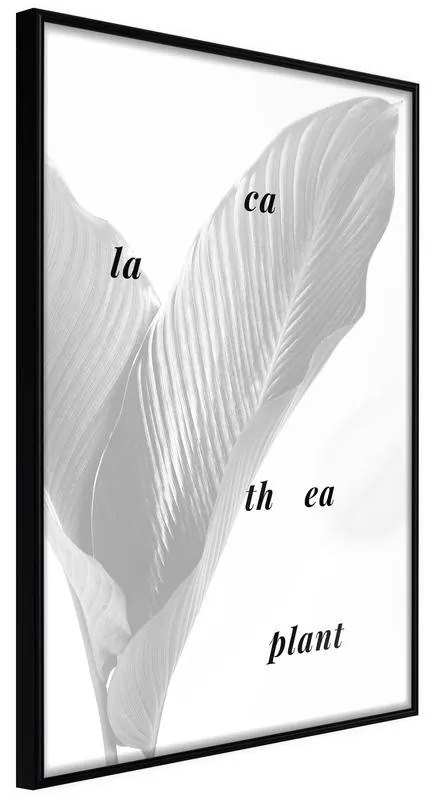 Poster  Calathea Leaves  Cornice Quadri Cornice nera, Larghezza x Altezza Home decor 40x60