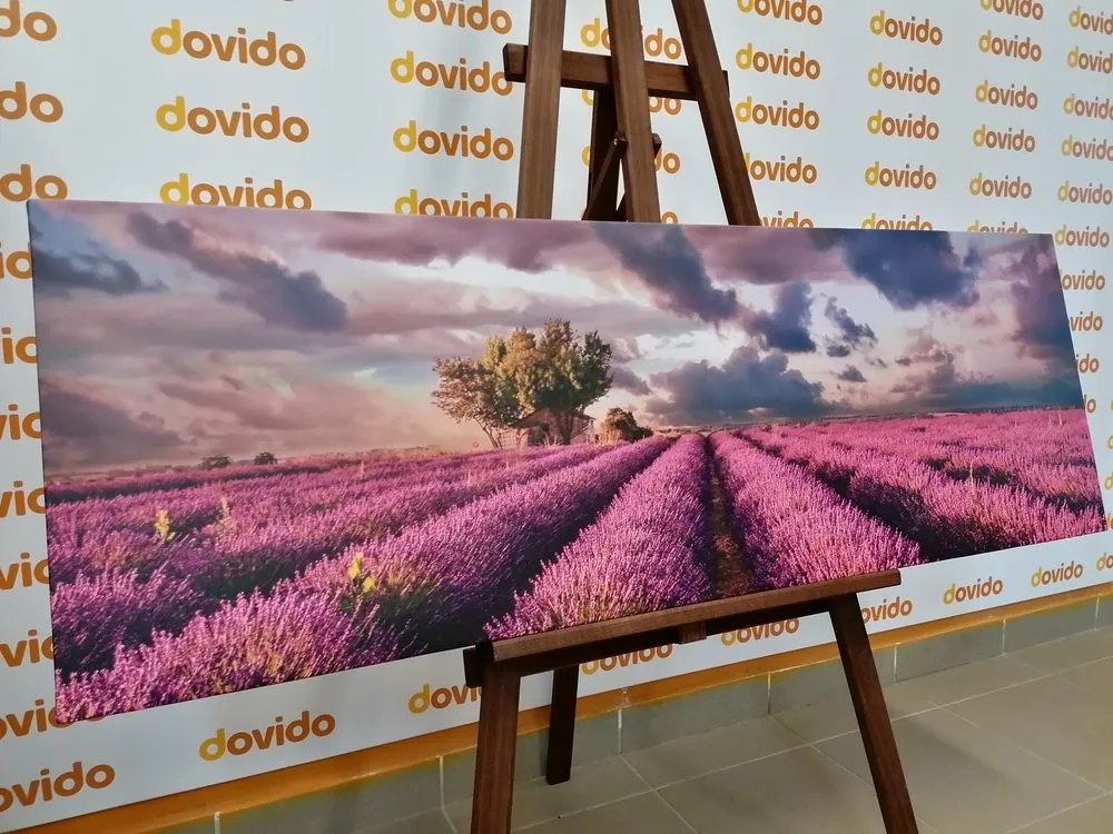 Stampa su tela – Terra dei campi di lavanda