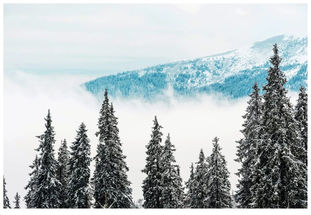 Fotomurale – Alberi di pino innevati