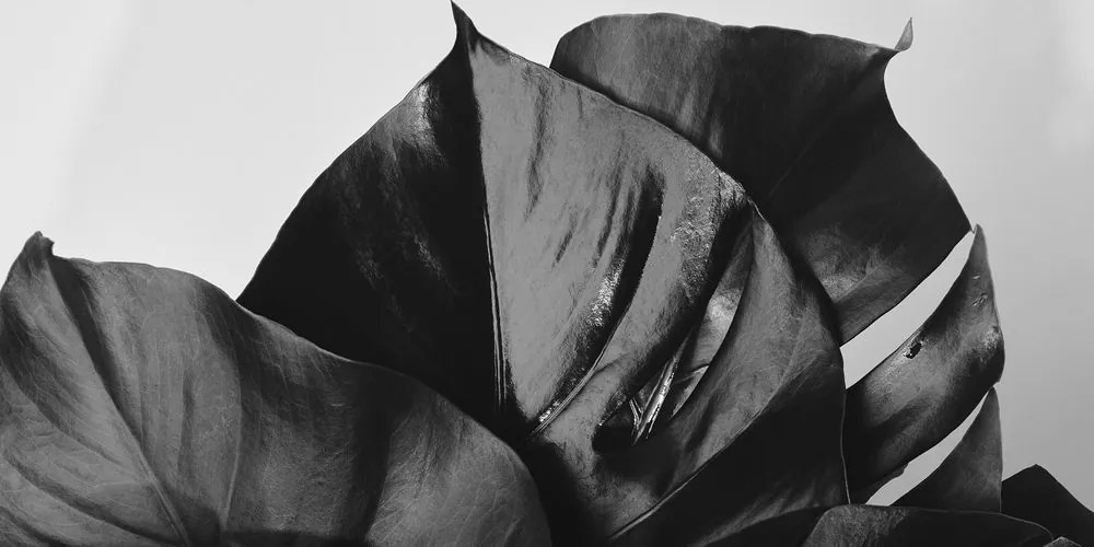 Stampa su tela – Foglia di monstera in bianco e nero