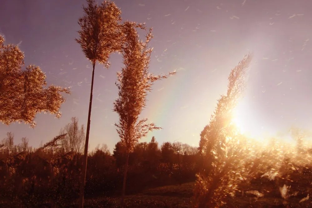 Carta da parati – Atmosfera autunnale