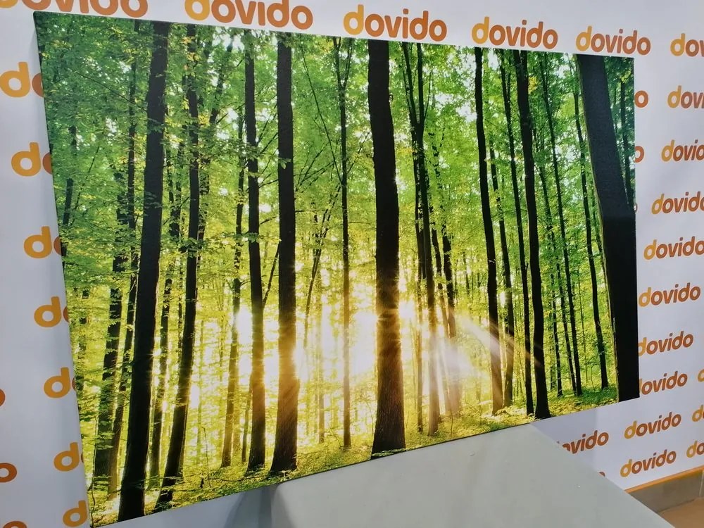Stampa su tela – Foresta verde fresca