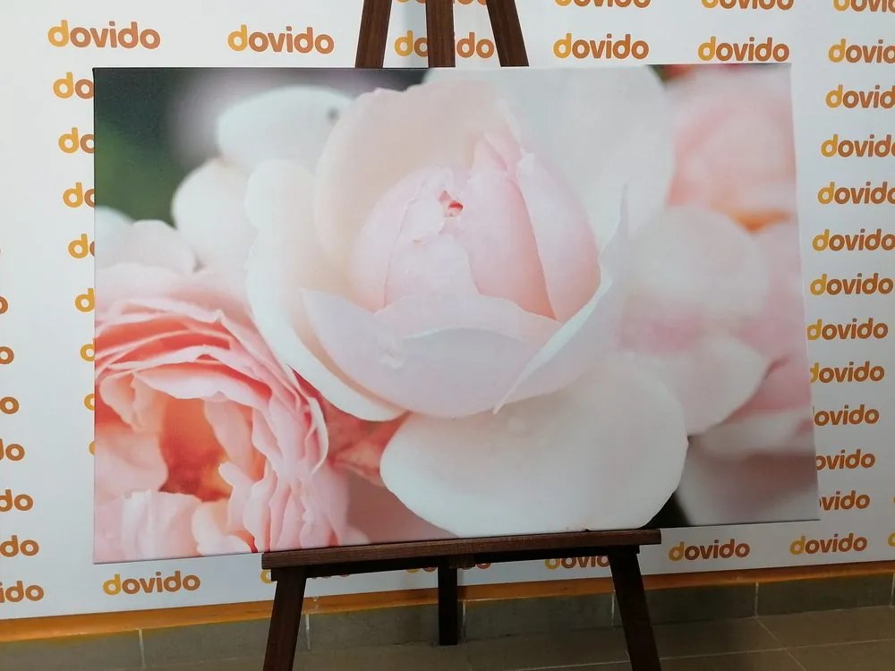 Quadro su tela – Pieno di rose