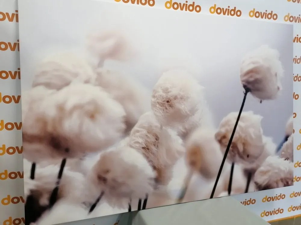 Quadro su tela – Fiori artici di cotone