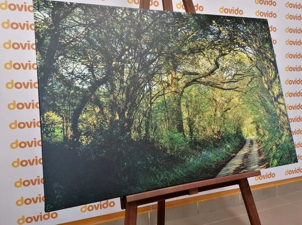 Quadro su tela – Foresta da fiaba