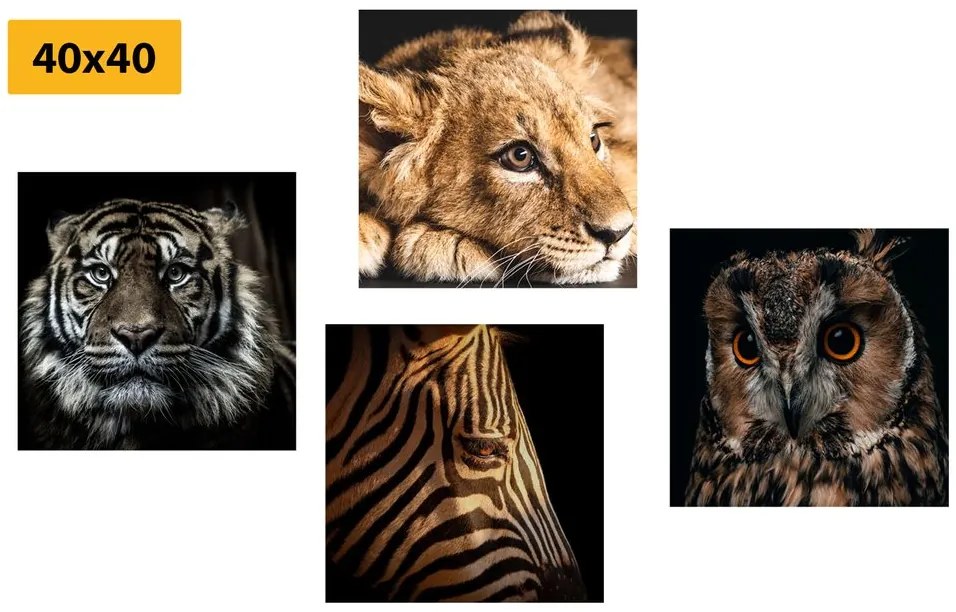 Set di quadri – Animali selvatici