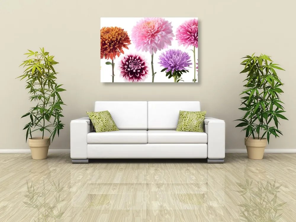 Stampa su tela – Fiori di dalia in design multicolore