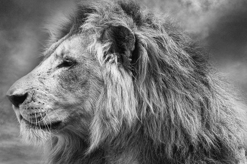 Quadro su tela – Leone africano in bianco e nero