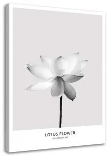 Quadro su tela, Fiore di loto bianco Natura 80x120