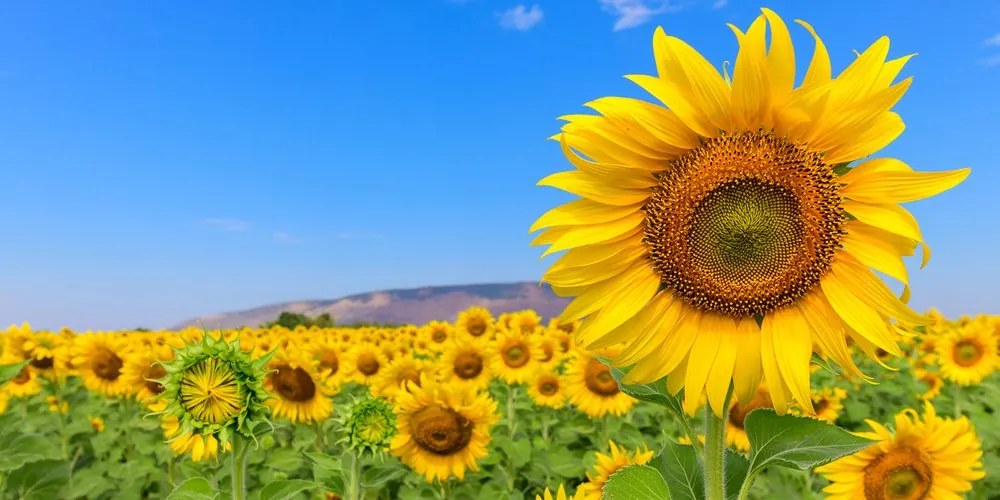 Quadro su tela – Campo di girasoli