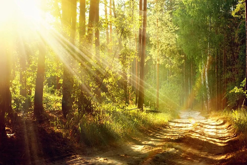 Quadro su tela – Raggi di sole nella foresta