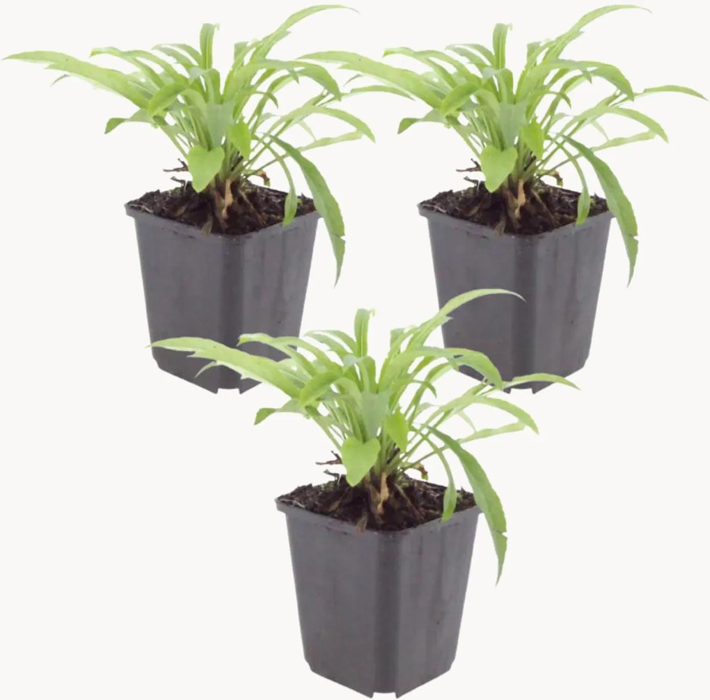 Set di 3 piante vere Bellflower Coerulea Campanula persicifolia Coerulea