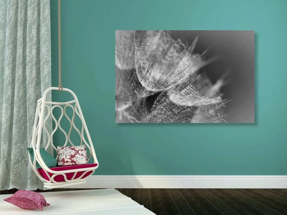 Stampa su tela – Macro soffione in bianco e nero su sfondo