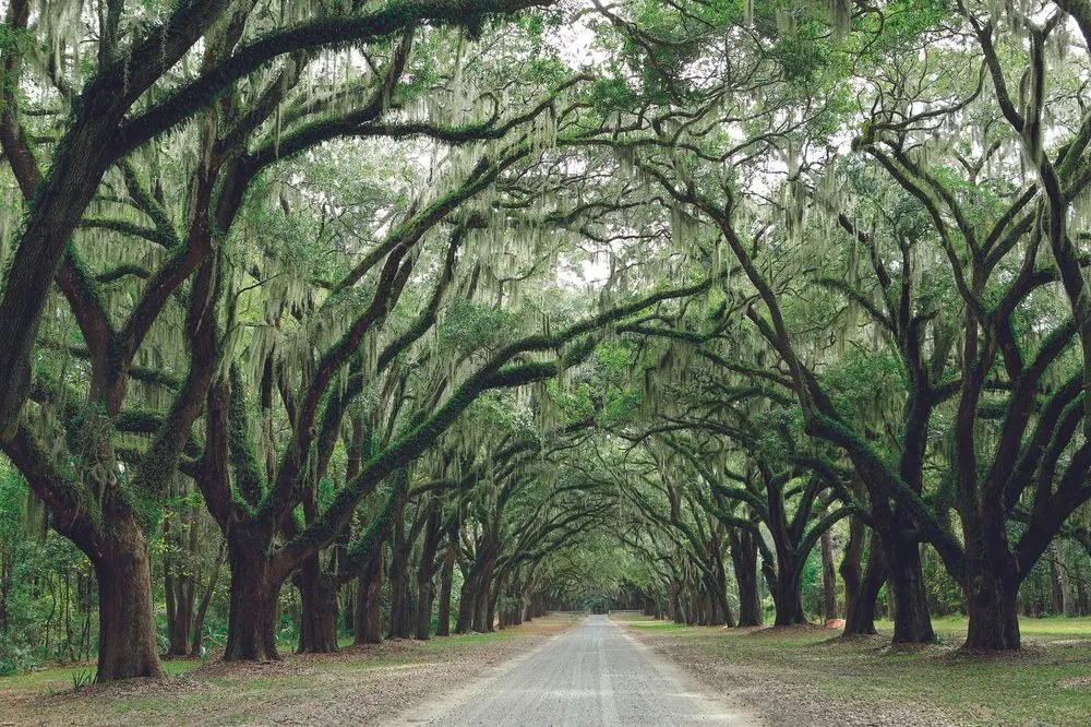 Carta da parati – In abbraccio degli alberi