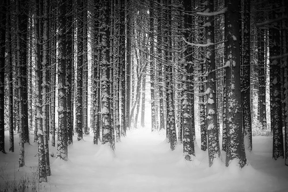 Carta da parati autoadesiva – Foresta in bianco e nero coperta di neve