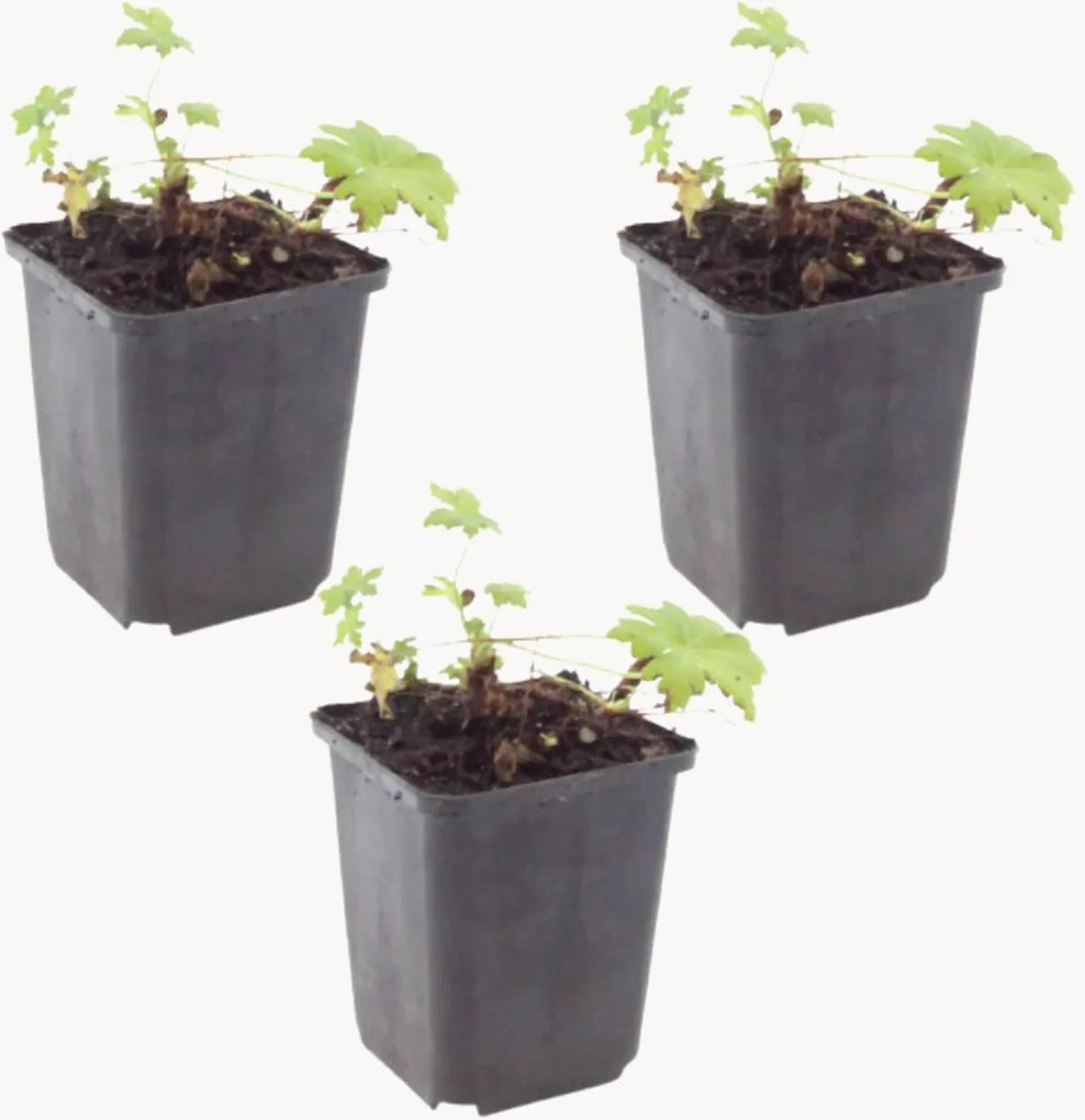 Set di 3 piante vere Geranio Cranesbill White Ness