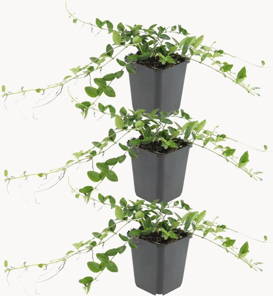 Set di 3 piante vere Vinca Minor Alba