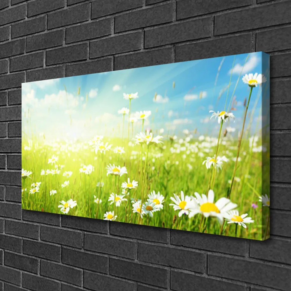 Quadro su tela Prato Daisy Natura 100x50 cm