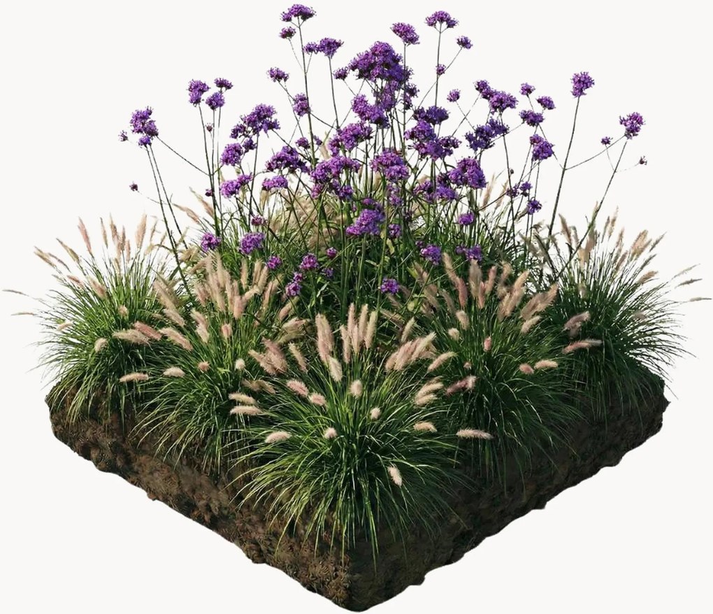Set di 9 piante vere Bedding Plants Stella Perennial