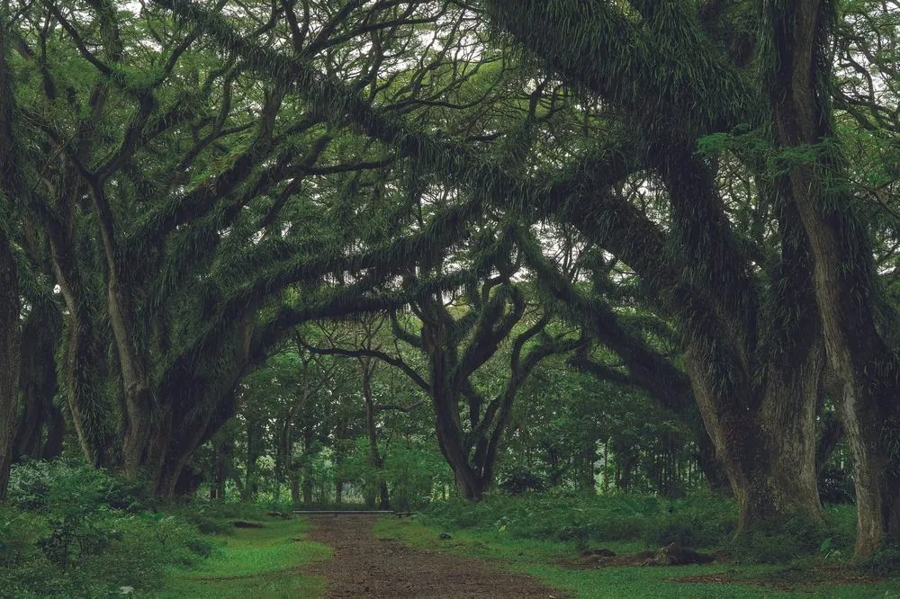 Carta da parati – Sentiero avvolto nel verde