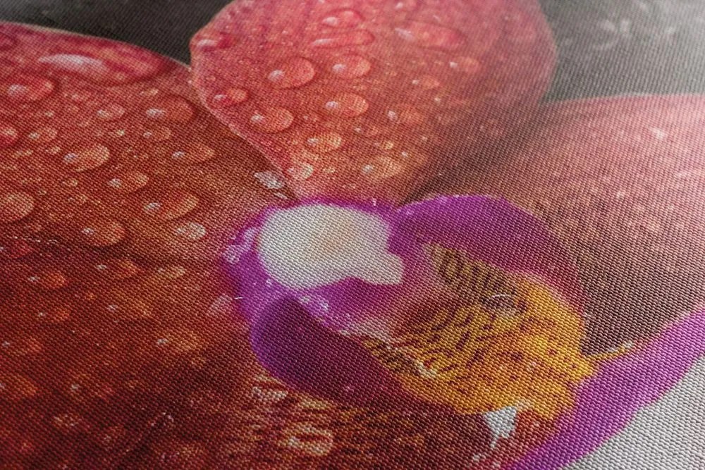 Stampa su tela – Orchidea e pietre Zen su sfondo bianco