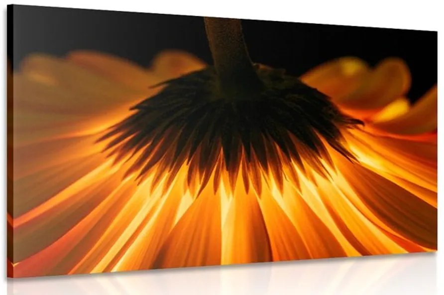 Stampa su tela – Gerbera su sfondo scuro