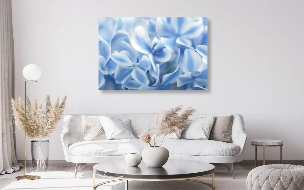 Quadro su tela – Fiori di ortensia in tonalità blu-bianco
