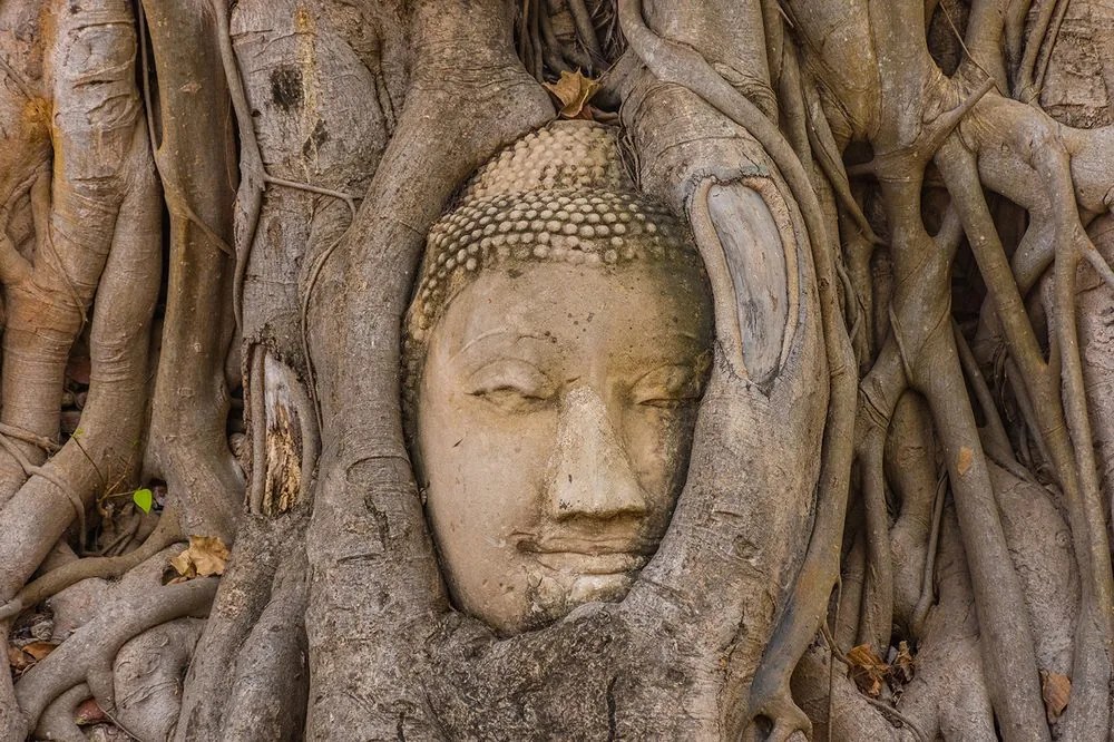 Carta da parati – Albero sacro di Buddha
