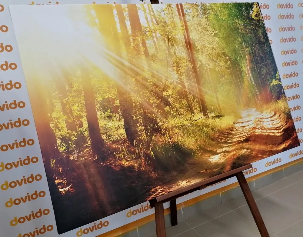 Quadro su tela – Raggi di sole nella foresta