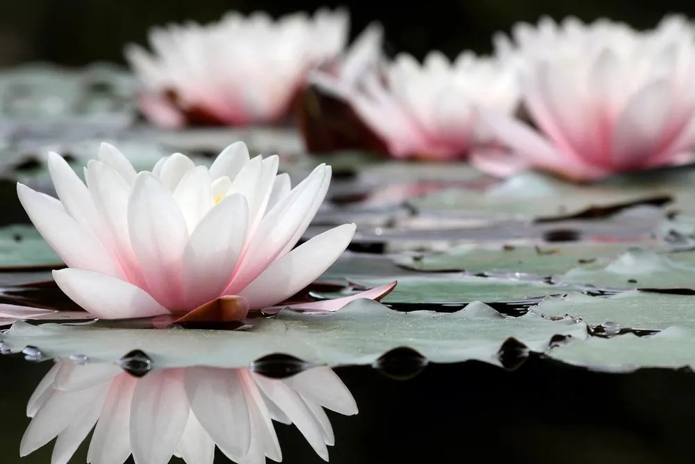 Quadro su tela – Fiore di loto